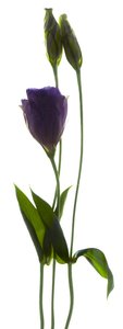Lisianthus Duo by Julia McLemore